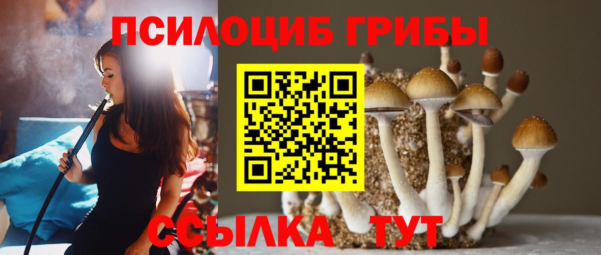 Галлюциногенные грибы Psilocybine cubensis Новокуйбышевск